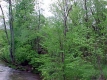 View from the Middle of the Bridge on Plains Road