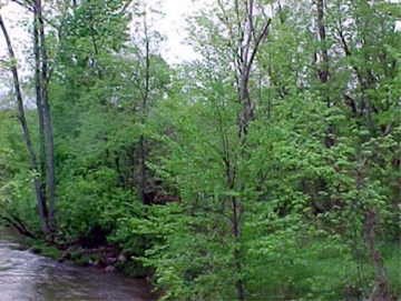 View from the Middle of the Bridge on Plains Road