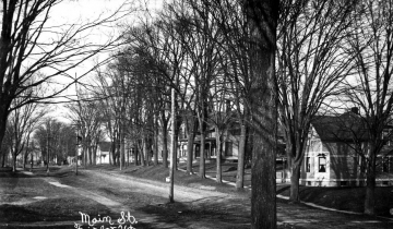 Main Street with Elm Trees