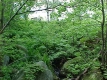 Seyon Pond in Groton State Park