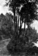 Along Brook Road (Now Called Joe Road)