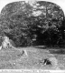 Cut Stumps on Prospect Hill
