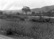 Corn Field near River