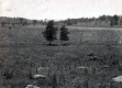 Hay Field and Old Field