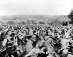 Tobacco Field