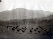 Cows coming home