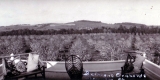 Belmont Orchards