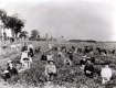 Picking Strawberries