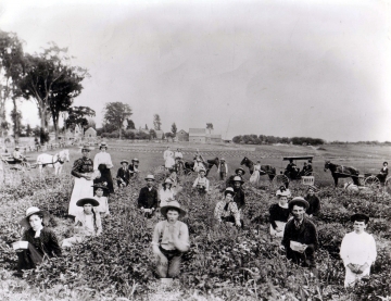 Picking Strawberries