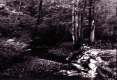 Creek in forest