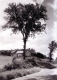 Tree and Deserted House