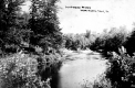 Cows along Missisquoi River