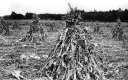 Drying corn in field