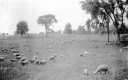 Sheep grazing in pasture