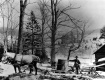 Horses pulling syrup sled 