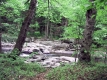 Browns River Reforested