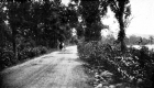 Horse and Carriage Traveling along Dirt Road
