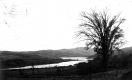 Berlin Pond and elm