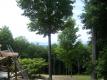 View of Town, Reshoot