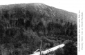 Timber Line on Averill Mountain