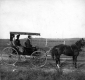 Horse and Carriage Travelling on Williston Road