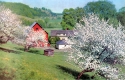 View of a Farm and Apple Blossoms in the Spring