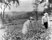 Harvesting, Bailey Farm