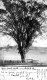 Hubbard Elm Tree