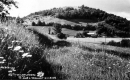 Wildflowers and Farmhouse in Open Fields