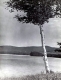 A Birch on the Pond