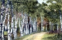 Birch Drive