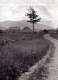 The Trail of the Lonesome Pine 