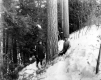 Henry W. Porter and Mrs. Frank Kendall Cutting a Tree in the Woods