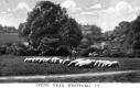 Grazing Sheep