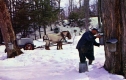 Collecting Sap