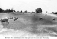 Cows Grazing on Fairway, Mountain View Country Club