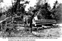Skidding Logs Felled by 1938 Hurricane