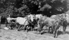 Horse-drawn plow at Shelburne Farms