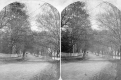 Trees and Street