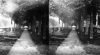 Sidewalk Path Lined with Trees