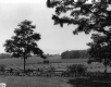 Fields and Tractor at Shelburne Farms