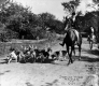 Fox Hunters & hounds at Shelburne Farms