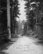 Carriage on Road through Pine Forest, Shelburne Farms