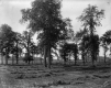 Trees in Open Field, Shelburne Farms