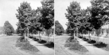Tree-lined Street with Sidewalk and Wooden Fences