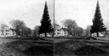 Tree-lined Streets and Wooden Fences