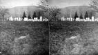 Cemetery on Edge of Field