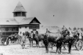Horses and oxen at Farm Barn, Shelburne Farms