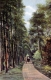 Carriage on road through pine forest, Shelburne Farms