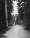 Carriage on Road through Pine Forest, Shelburne Farms